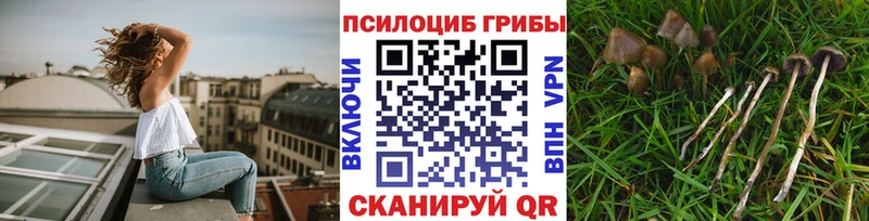 Галлюциногенные грибы Psilocybine cubensis  где купить   Дзержинск 